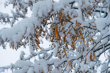 Orange linden fruits under the snow. The first snow.