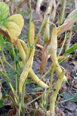 On the stem of beans ripe pods