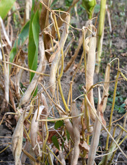 Obraz premium On the stem of beans ripe pods