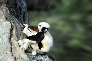 Obraz premium Lemur Looks Back