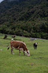 cows in a pasture