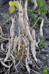 On the stem of beans ripe pods