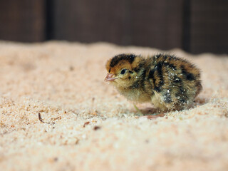 A small newborn quail. Portrait of a chicken