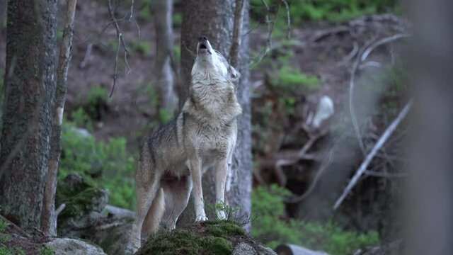 Wolf hid in the forest. The rare animal in nature. Eurasian wildlife nature. Common wolf howl in the forest. 