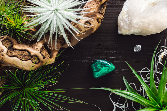 Mixed Tillandsia on Grapewood with Quartz Points and Malachite