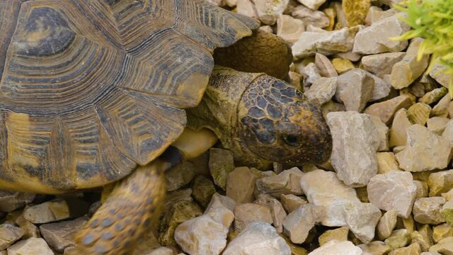 Close up of desert turtles walking around