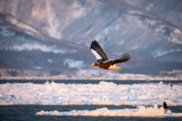 The Steller's sea eagle, Haliaeetus pelagicus  The bird is flying in beautiful artick winter environment Japan Hokkaido Wildlife scene from Asia nature. came from Kamtchatka
