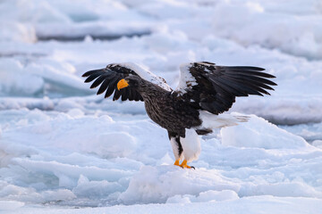 The Steller's sea eagle, Haliaeetus pelagicus  The bird is perched on the iceberg in the sea during winter Japan Hokkaido Wildlife scene from Asia nature. came from Kamtchatka