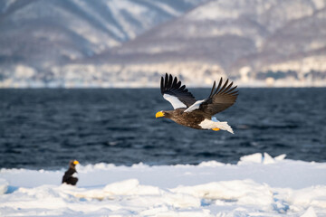 The Steller's sea eagle, Haliaeetus pelagicus  The bird is flying in beautiful artick winter environment Japan Hokkaido Wildlife scene from Asia nature. came from Kamtchatka