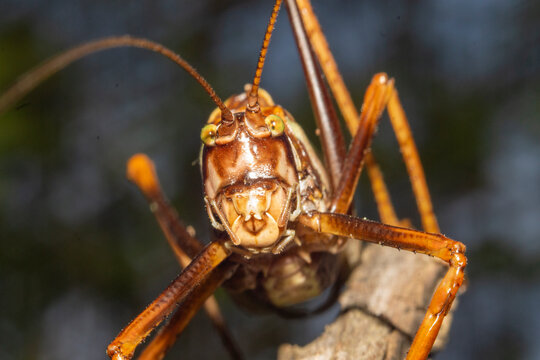 grillo cafe con verde sobre &aacute;rboles o rocas
