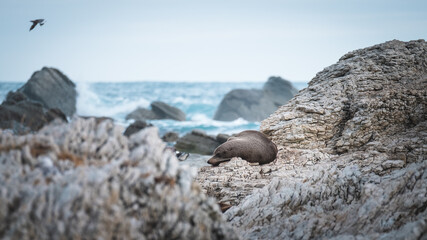Sea lion sleeping by the ocean