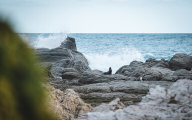 sea lion with waves crashing in the back ground
