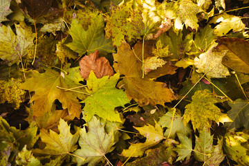 colorful autumn background