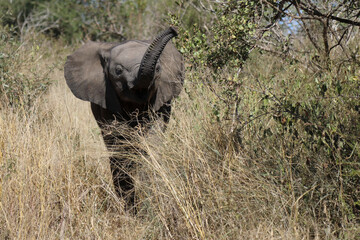 Afrikanischer Elefant / African elephant / Loxodonta africana