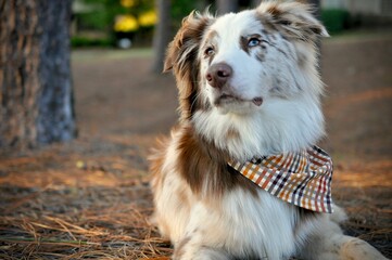 Fototapeta premium Australian Sheppard dog 