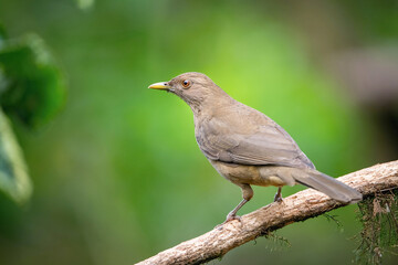 The Clay-colored thrush, Turdus grayi The bird is perched on the branch at the beautiful flower in...