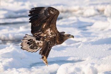 The White-tailed eagle, Haliaeetus albicilla The bird is flying in beautiful artick winter environment Japan Hokkaido Wildlife scene from Asia nature. Came from Kamtchatka..