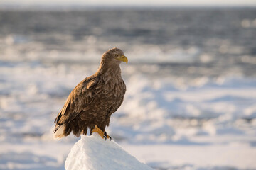 The White-tailed eagle, Haliaeetus albicilla The bird is perched on the iceberg in the sea during winter Japan Hokkaido Wildlife scene from Asia nature. Came from Kamtchatka..