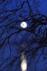 Bare birch tree branches, winged achene fruits and flowers catkins silhouette with full moon and reflection on water behind. Concepts of lunar cycle in winter night