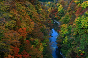 秋田県　紅葉の小安峡