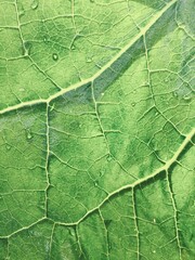 green leaf macro