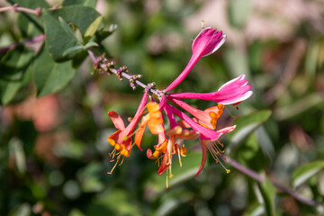 European honeysuckle (Lonicera periclymenum) flower