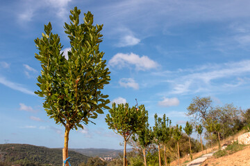 Bay laurel tree (Laurus nobilis)