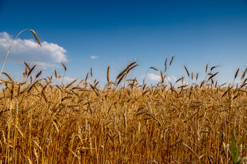 golden rye field