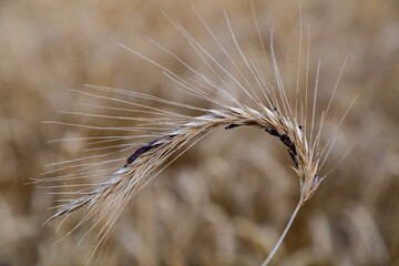 rye with ergot (fungus) in field