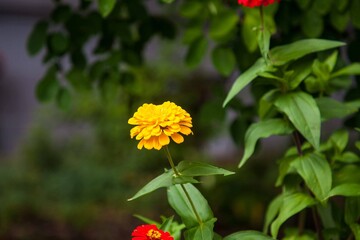 Yellow flower on Church Street, Burlington, Vermont 