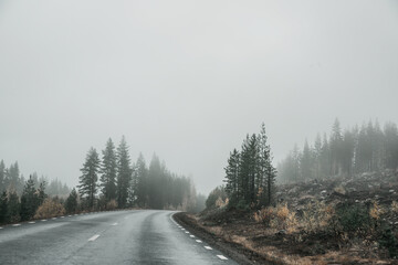 Foggy autumn road 