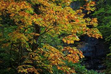秋田県　紅葉の小安峡