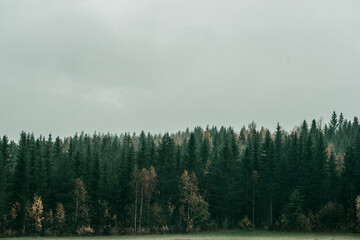 Foggy forest