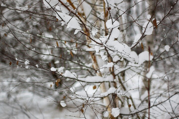 Winter branches covered in hoarfrost close up. Abstract winter image
