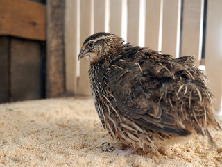 Quail bird in the chicken coop