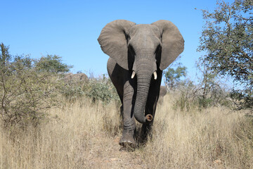 Afrikanischer Elefant / African elephant / Loxodonta africana