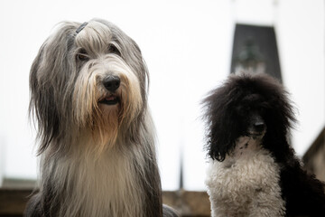 Bearded collie and puppy of poodle are lying in city center. They were in center of Prague. She is so patient model.