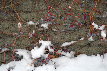 Boston ivy, in Latin Parthenocissus tricuspidata, in winter. There are only dry and frozen fruits left on stems, foliage did not cope with cold climate. Detail of a garden wall in Urdorf, Switzerland.