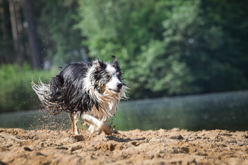 tricolor border collie is running in the sand. She is really good swimmer.