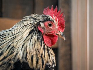 Beautiful young cock. Portrait of a bird