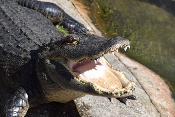 alligator