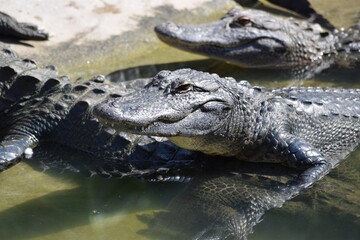 alligator