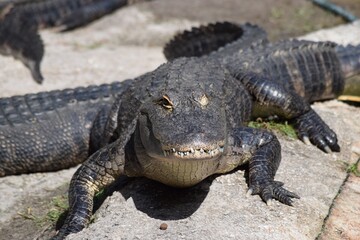 Obraz premium alligator