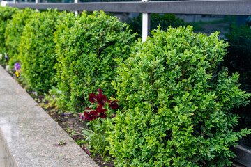 Little green decorative trees on a flowerbed