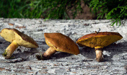 The collected mushrooms are laid out on a wooden texture. Autumn still life. Soft light.