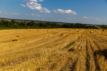 Obraz premium wheat field and sky