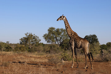 Giraffe / Giraffe / Giraffa Camelopardalis
