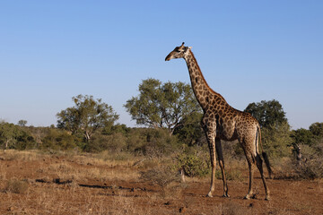 Obraz na płótnie Canvas Giraffe / Giraffe / Giraffa Camelopardalis