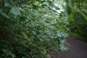 droga las zielen © Szymon