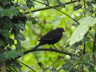 Black bird on a small branch